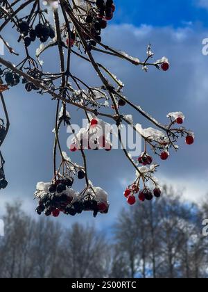Baies rouges recouvertes de glace sur la branche de l'arbre Banque D'Images