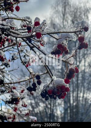 Baies rouges recouvertes de glace sur la branche de l'arbre Banque D'Images