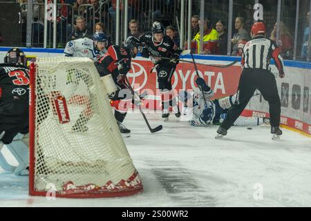 11.10.2024, DEL, Ligue allemande de hockey sur glace saison 2024/25, 29. Matchday : les requins de Cologne contre les Straubing Tigers photo : bataille pour la rondelle derrière le but dans la zone de Cologne. Un joueur des Tigres au sol. Banque D'Images