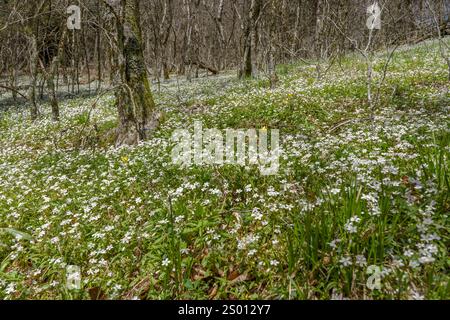 Un tapis de beautés printanières et d'autres fleurs sauvages sur les pentes boisées dans le parc national des Great Smoky Mountains. Banque D'Images