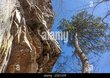 Face à un ciel bleu vif, un pin s'élève à côté d'une falaise de grès le long du sentier Cumberland de la gorge de Soddy Creek, dans l'est du Tennessee. Banque D'Images