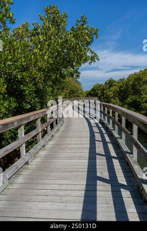 Une promenade en bois surélevée, bordée de mangroves, traverse un marais à marée à Robinson Preserve à Bradenton, en Floride. Banque D'Images