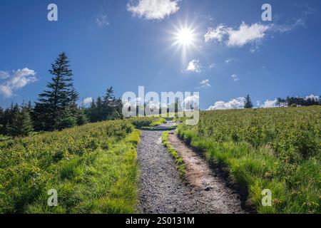 Les herbes et les conifères se dressent contre un ciel bleu vif avec un éclat de soleil au sommet de Round Bald tôt le matin le long de la piste sud des Appalaches. Banque D'Images