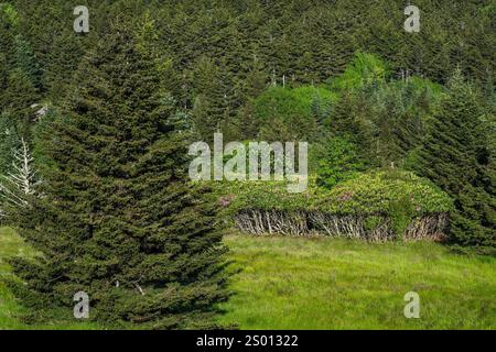 Le Rhododendron de Catawba pousse dans la vallée de Roan Mountain Highlands à Carvers Gap, tandis que les sapins Fraser et les épinettes dominent les pentes. Banque D'Images