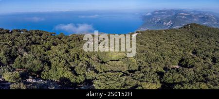 Forêt de chênes indigènes de la chaîne de montagnes Tramuntana, forêt de Planícia, frontière entre les municipalités de Banyalbufar, Esporles et Puigpunyent. Mallo Banque D'Images