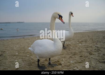 Couple de cygnes, deux cygnes sur la plage du bord de mer avant le coucher du soleil en hiver à Sopot, Pologne. Fond d'écran image de haute qualité. Banque D'Images