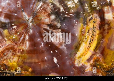 Bois pétrifié, photo macro naturelle. Texture abstraite de photo de fond coloré de tranche polie d'un arbre pétrifié Banque D'Images