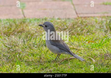 Grive du shrike gris, Queensland, Australie Banque D'Images