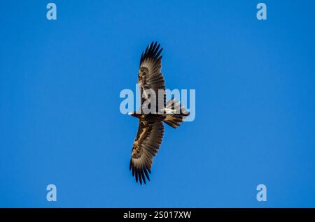 Aigle à queue caillée, Queensland, Australie Banque D'Images