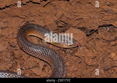 carpentaria Snake, Queensland, Australie Banque D'Images