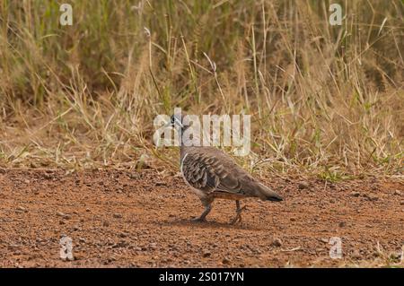 Squatter Pigeon, Queensland, Australie Banque D'Images