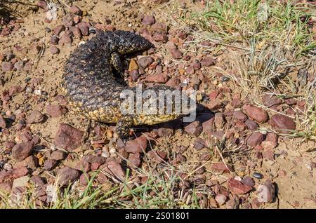 Lézard Shingleback, Queensland, Australie Banque D'Images