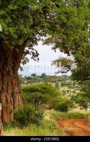 Arch avec Baobab. Tarangire, Tanzanie Banque D'Images