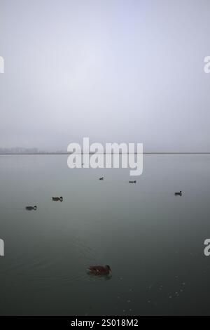 Colverts flottant sur l'eau d'un lac par une journée brumeuse Banque D'Images