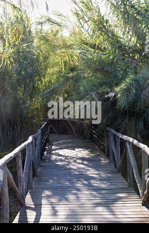 Pont en bois à travers une jungle sur bambou sur l'île de Crète, Grèce Banque D'Images
