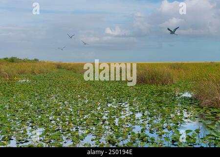 Heron volant au-dessus de sawgrass dans le parc national des Everglades, Floride, États-Unis Banque D'Images