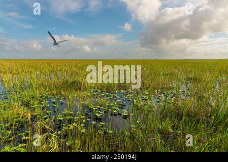 Heron volant au-dessus de sawgrass dans le parc national des Everglades, Floride, États-Unis Banque D'Images