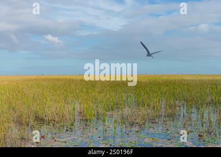 Heron volant au-dessus de sawgrass dans le parc national des Everglades, Floride, États-Unis Banque D'Images