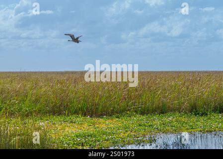 Heron volant au-dessus de sawgrass dans le parc national des Everglades, Floride, États-Unis Banque D'Images