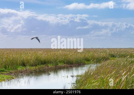 Heron volant au-dessus de sawgrass dans le parc national des Everglades, Floride, États-Unis Banque D'Images