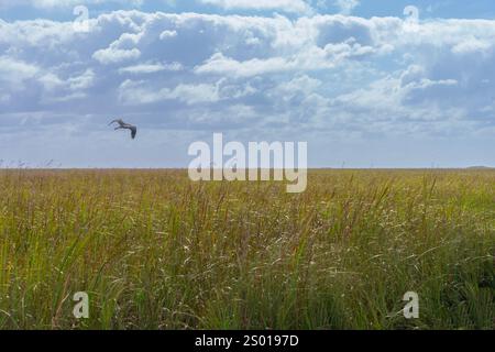 Heron volant au-dessus de sawgrass dans le parc national des Everglades, Floride, États-Unis Banque D'Images