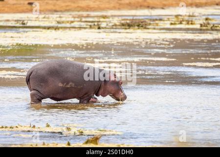 Gros plan d'un hippopotame sauvage entrant dans un lac en Afrique du Sud Banque D'Images