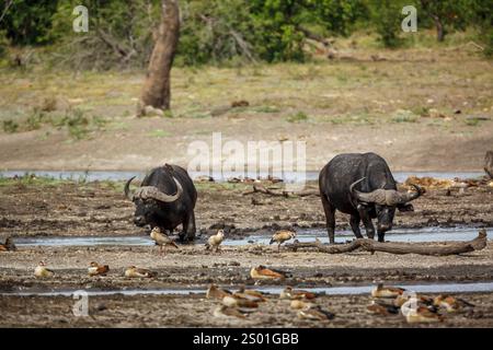 Deux buffles africains marchant de face au bord du lac dans le parc national Kruger, Afrique du Sud ; espèce Syncerus caffer famille de Bovidae Banque D'Images