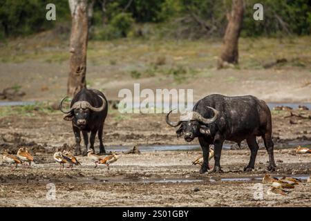 Deux buffles africains marchant de face au bord du lac dans le parc national Kruger, Afrique du Sud ; espèce Syncerus caffer famille de Bovidae Banque D'Images