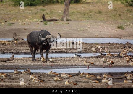 Buffles africains marchant vue de face au bord du lac dans le parc national Kruger, Afrique du Sud ; espèce Syncerus caffer famille de Bovidae Banque D'Images