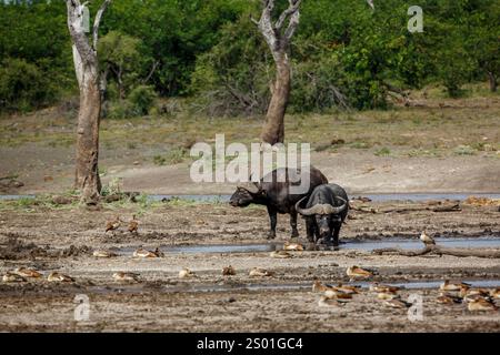 Deux buffles africains marchant de face au bord du lac dans le parc national Kruger, Afrique du Sud ; espèce Syncerus caffer famille de Bovidae Banque D'Images