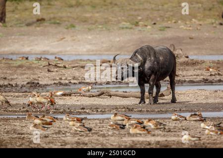 Buffles africains marchant vue de face au bord du lac dans le parc national Kruger, Afrique du Sud ; espèce Syncerus caffer famille de Bovidae Banque D'Images