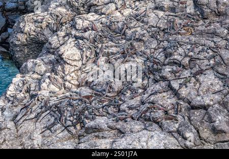 Masse d'iguanes marins (Amblyrhynchus cristatus) sur roches, Punta Suarez, île d'Espanola, Galapagos Banque D'Images
