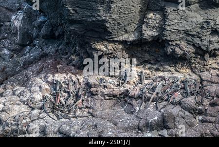 Masse d'iguanes marins (Amblyrhynchus cristatus) sur roches, Punta Suarez, île d'Espanola, Galapagos Banque D'Images