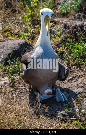 Albatros ondulés (Phoebastria irrorata) assis sur un oeuf, Punta Suarez, Île d'Espanola, Galapagos Banque D'Images