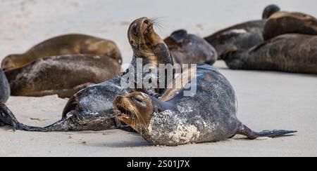 Les lions de mer des Galapagos (Zalophus wollebaeki) gisant sur une plage de sable, île d'Espanola, Galapagos Banque D'Images
