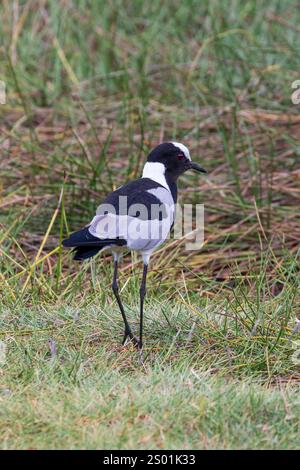 Pluvier forgeron ou blacksmith blackwing (Vanellus armatus) marchant dans les prairies pendant le safari d'observation des oiseaux dans le parc national d'Arusha en Tanzanie East Afric Banque D'Images