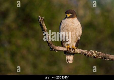 Roadside Hawk perché, forêt de calden, la Pampa, Argentine Banque D'Images