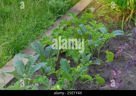 Des plants de salade de chou et de chou frisé sont plantés dans le jardin du village. Culture du chou dans le jardin de la ferme. Jardinage. Journée ensoleillée. Banque D'Images