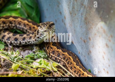 Vipère de prairie hongroise, son nom scientifique est Vipera ursinii rakosiensis Banque D'Images