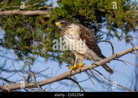 Roadside Hawk perché, forêt de calden, la Pampa, Argentine Banque D'Images