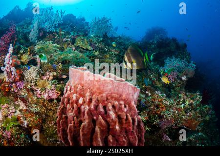 Palmier à nageoires longues (Platax teira) sur un récif corallien à Bali, Indonésie Banque D'Images