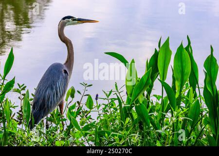 Un grand oiseau avec un long cou se dresse dans un étang entouré de plantes vertes. La scène est paisible et sereine, avec l'oiseau étant le point focal de th Banque D'Images