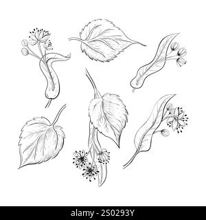 Ensemble de fleurs de tilleul dessinées à la main illustration vectorielle de contour, croquis botanique sur fond blanc Illustration de Vecteur