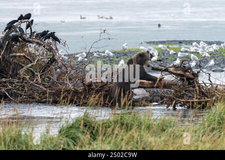 Un ours de Kodiak (Ursus arctos middendorffi) erre autour de la bordure côtière de l'archipel de Kodiak en Alaska Banque D'Images