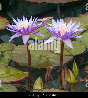 Deux nénuphars bleus fleuris de près avec un fond vert éclatant. Banque D'Images
