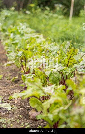 Feuilles vertes fraîches de semis de betterave ou de racines de betterave. Gros plan feuilles de betterave poussant sur le lit du jardin. Champ de feuillage de betteraves. Banque D'Images