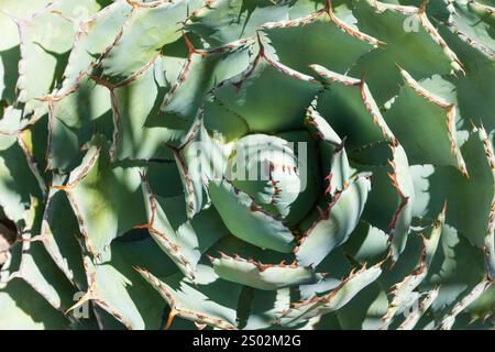 Une vue rapprochée d'une plante Agave, mettant en valeur son arrangement en spirale de feuilles épaisses et pointues. Le feuillage vert est mis en évidence par une pointe rouge vif Banque D'Images