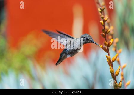 Un colibri plane dans les airs, se nourrissant des fleurs jaune vif d'une plante du désert. Capturées dans le désert de l'Arizona, les ailes de l'oiseau battent vite Banque D'Images