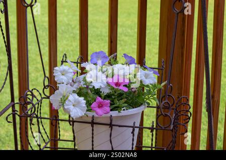 Belles fleurs de pétunia de rose, violet et blanc dans une jardinière par une journée d'été ensoleillée sans personne. Banque D'Images