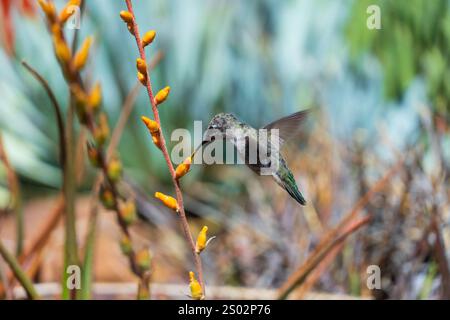 Cette image capture un colibri d'Anna en plein vol, se nourrissant d'une fleur aux couleurs vives dans le désert de l'Arizona. L'oiseau plane délicatement comme moi Banque D'Images